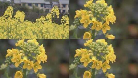 微距摄影农村油菜花高清在线视频素材下载