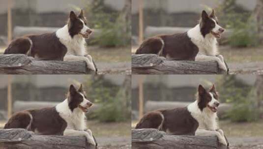 狗坐在原木上高清在线视频素材下载