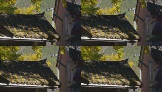 屋顶瓦房上的金黄银杏落叶高清在线视频素材下载
