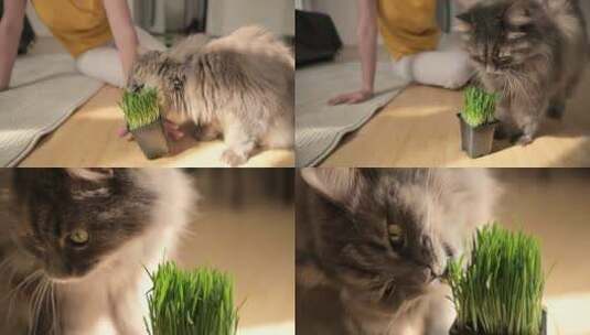 4K猫草、小猫吃猫草、剪指甲高清在线视频素材下载