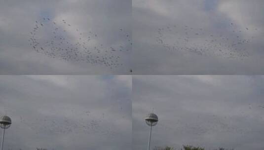 飞翔的鸟群高清在线视频素材下载