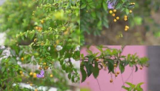 广州天河华南植物园紫色小花果实高清在线视频素材下载