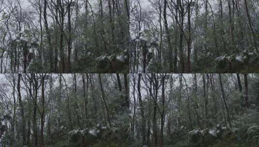 山林树木下雪空镜高清在线视频素材下载