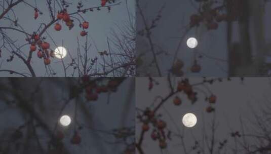 柿子树剪影和月亮高清在线视频素材下载