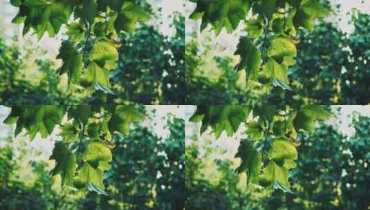 微风中的梧桐树叶唯美空镜高清在线视频素材下载