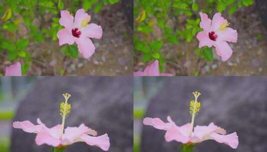 粉色花朵特写鲜花02高清在线视频素材下载