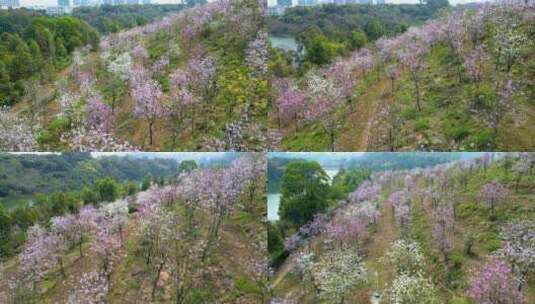 航拍深圳平湖生态园紫荆花高清在线视频素材下载