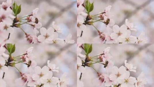 樱花（蜜蜂）-08高清在线视频素材下载