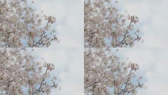 樱花空镜-天空背景-01高清在线视频素材下载