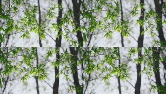 春天阳光下的柳树枝条高清在线视频素材下载