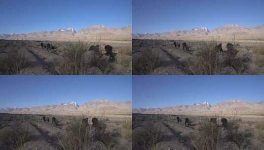 三头牛和山高清在线视频素材下载