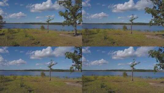 湖滩上的小树苗高清在线视频素材下载