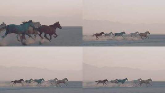 马群奔跑高清在线视频素材下载