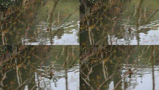 【正版素材】自然小河绿植鸭子游泳高清在线视频素材下载