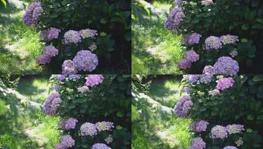 绣球花绣球花园花海牧场农场云南大理丽江高清在线视频素材下载