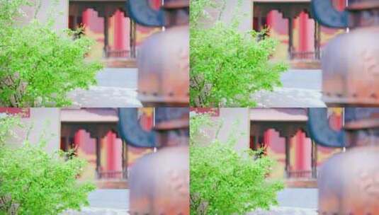 古寺庙门前的一堆绿植特写镜头高清在线视频素材下载