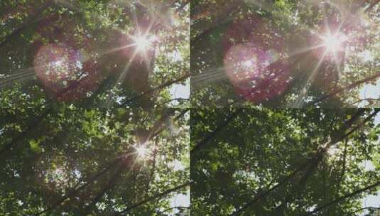 阳光穿过树叶阳光照耀光晕光影光斑光线高清在线视频素材下载