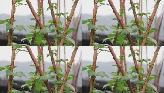 4K50帧春雨中的四季豆蔬菜高清在线视频素材下载