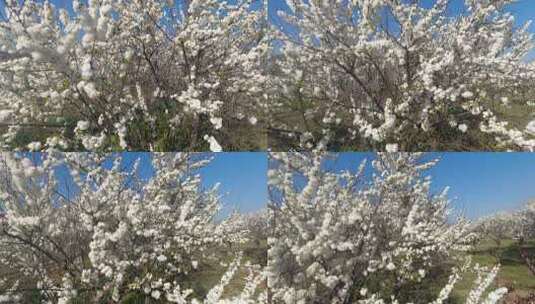 春天盛开的珍珠梅高清在线视频素材下载