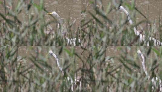 白鹭 野生动物 野生动物保护高清在线视频素材下载