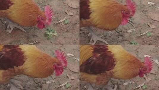 土鸡 公鸡母鸡 散养鸡高清在线视频素材下载