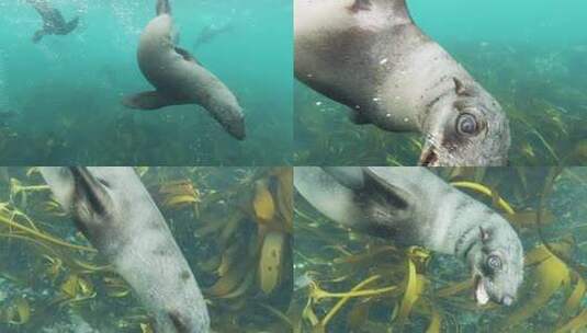 海豹 海底斑海豹高清在线视频素材下载