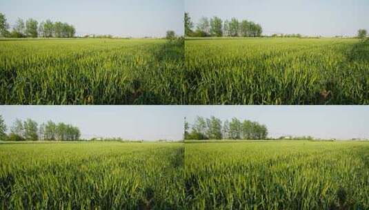 农村田野小麦微风实拍空镜高清在线视频素材下载
