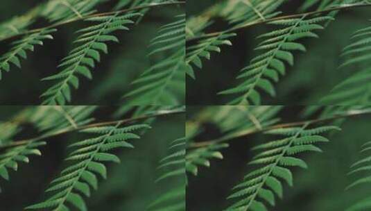 热带雨林绿色植物高清在线视频素材下载