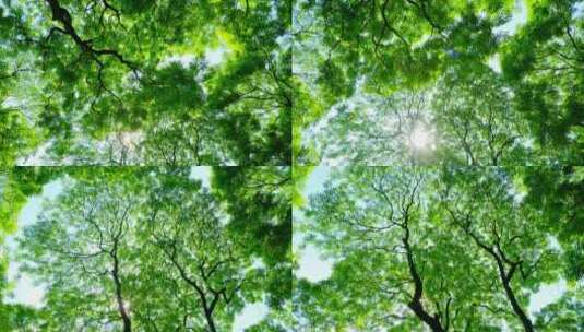阳光树林 树荫高清在线视频素材下载
