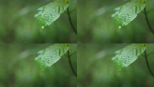 【正版素材】雨天大自然植物树叶水滴落下高清在线视频素材下载