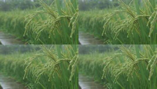 雨中的稻穗水稻特写雨露水珠田野高清在线视频素材下载