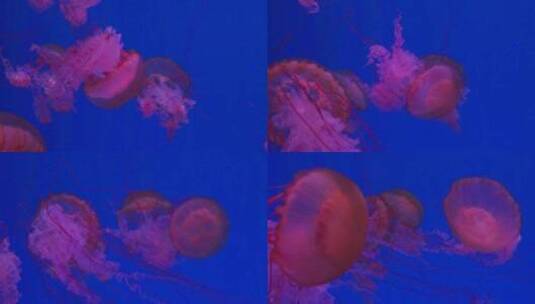 海底世界  水母高清在线视频素材下载