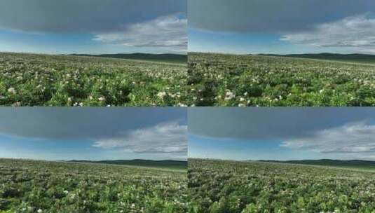 航拍中草药种植基地芍药花田野高清在线视频素材下载