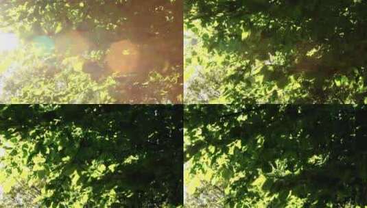 阳光树叶光斑高清在线视频素材下载