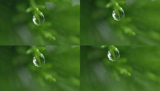 夏日雨季露珠实拍高清在线视频素材下载