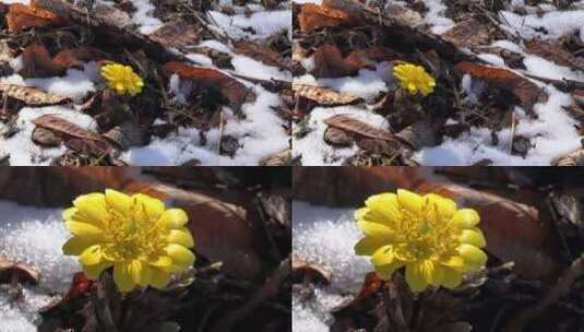 雪地里的小黄花高清在线视频素材下载