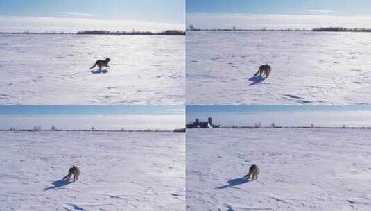 郊狼跑过雪地高清在线视频素材下载