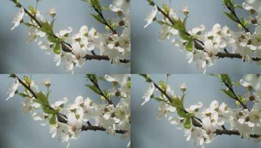 春天盛开的白色樱花、杏花高清在线视频素材下载