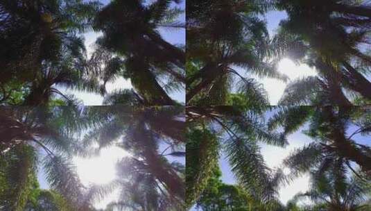 逆光下的棕榈树高清在线视频素材下载