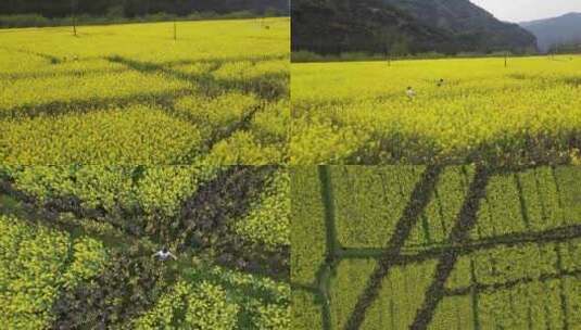 航拍油菜花海里奔跑画面高清在线视频素材下载