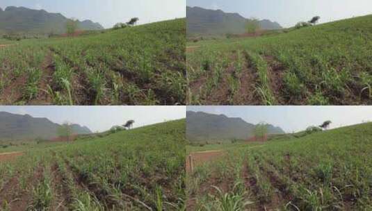 云南山区耕地农业种植高清在线视频素材下载