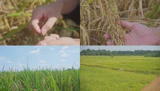 天府粮仓水稻农业大米丰收稻谷稻田高清在线视频素材下载