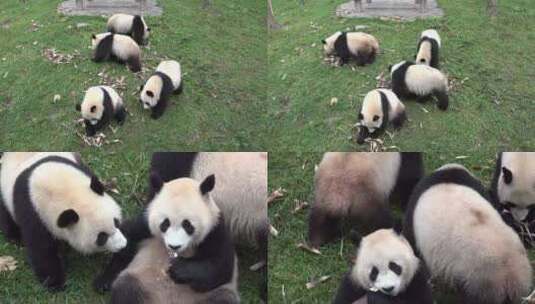 四只活泼可爱的小熊猫高清在线视频素材下载