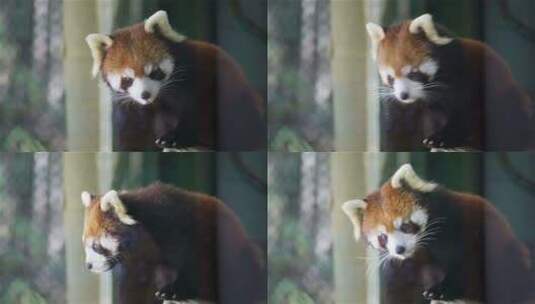 可爱的小熊猫小浣熊在树上活动高清在线视频素材下载
