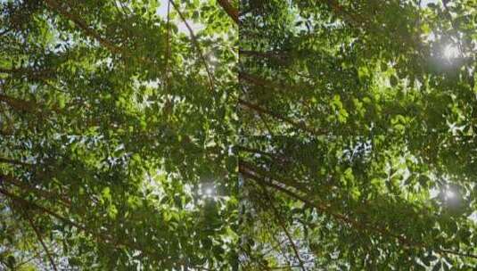 阳光树叶森林植物高清在线视频素材下载