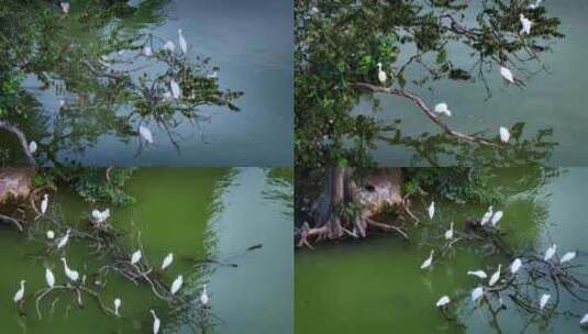 航拍广东肇庆七星岩星湖栖息的白鹭高清在线视频素材下载
