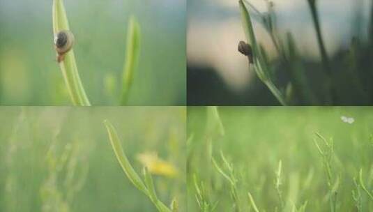 黄花菜田 大自然 升格 蜗牛 蝴蝶 生态高清在线视频素材下载