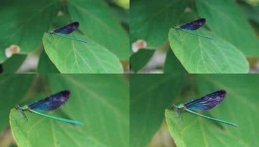 昆虫蓝蜻蜓高清在线视频素材下载