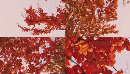 深秋金秋彩色的树叶高清在线视频素材下载