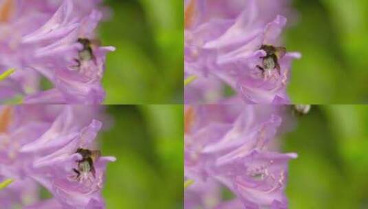 蜜蜂采蜜 蜜蜂采集花粉高清在线视频素材下载